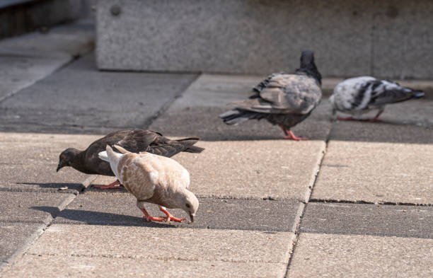 istock Pigeons eating in Madrid city centre 1431989553