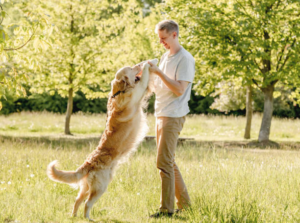 istock Man walking golden retriever 1431989862