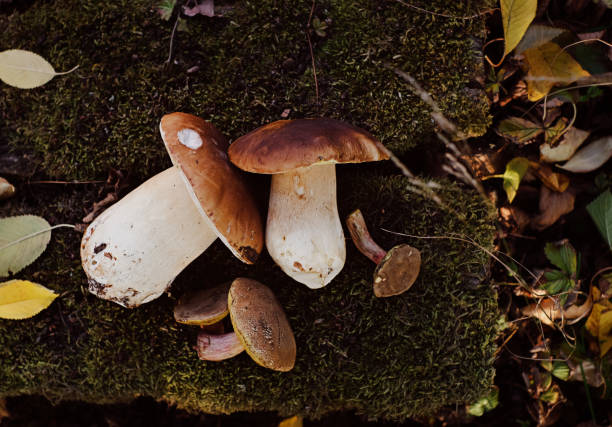 istock porcini mushrooms in fall 1431990368
