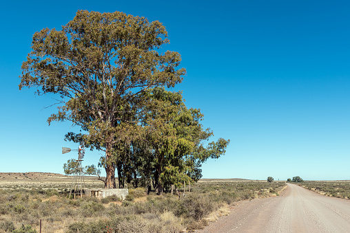 A landscape, with a windmill, dam and large trees, on the road between Loxton and Fraserburg in the Northern Cape Karoo