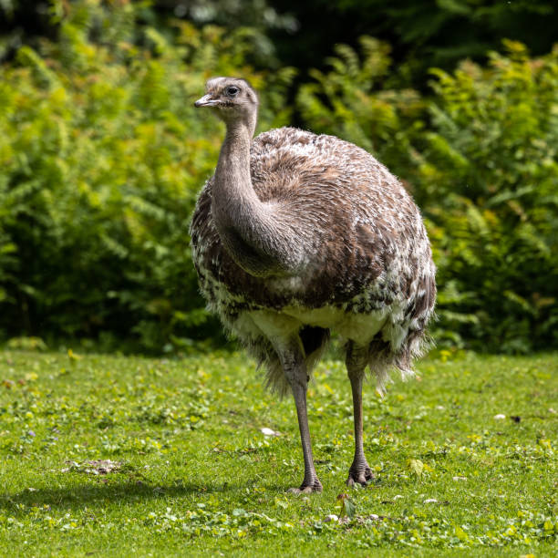 istock Darwin's rhea, Rhea pennata also known as the lesser rhea. 1431991671