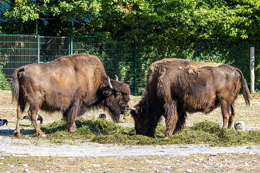 A large buffalo or American Bison is centered in the image and staring straight ahead.  The bison is in a green field beside a body of water.