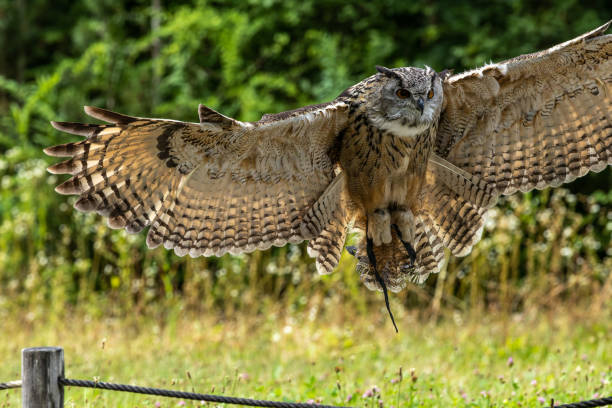 istock Siberian eagle owl, bubo bubo sibiricus. The biggest owl in the world 1431991846
