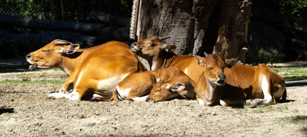 istock Banteng, Bos javanicus or Red Bull is a type of wild cattle. 1431991895