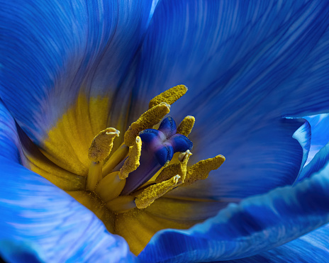 Blue-white Tulip flower with yellow pollen, macro photography.