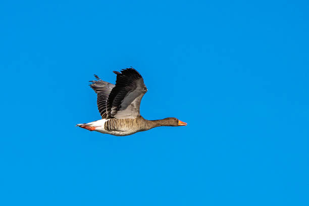 The flying greylag goose, Anser anser is a species of large goose The greylag goose, Anser anser is a species of large goose in the waterfowl family Anatidae and the type species of the genus Anser. Here flying in the air. anseriformes photos stock pictures, royalty-free photos & images
