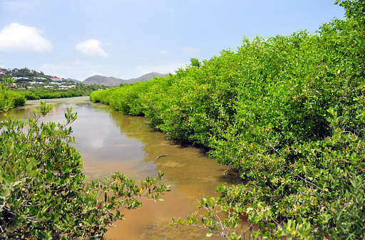 Quartier-d'Orléans, Collectivity of Saint Martin / Collectivité de Saint-Martin, French Caribbean: Étang aux Poissons, mangrove - coastal pond of brackish water created by tombolos formed after the last marine transgression. National Nature Reserve of St. Martin - The reserve is a 30km2 marine protected area located northeast of the island, this space preserves the five main ecosystems of the island: coral reefs, mangroves, seagrass beds, ponds and coastal dry forest.