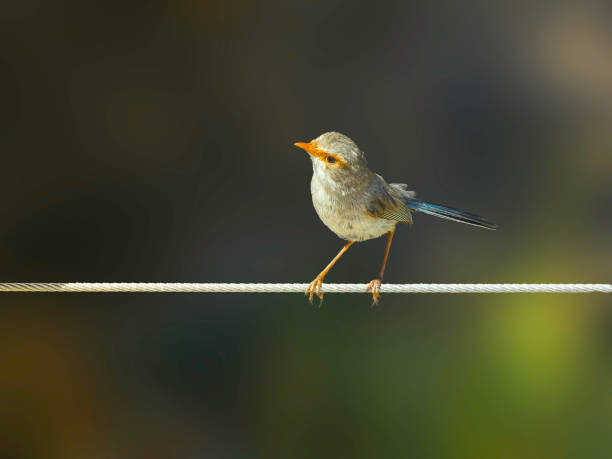 istock Immature Male Superb Fairywren 1431993612