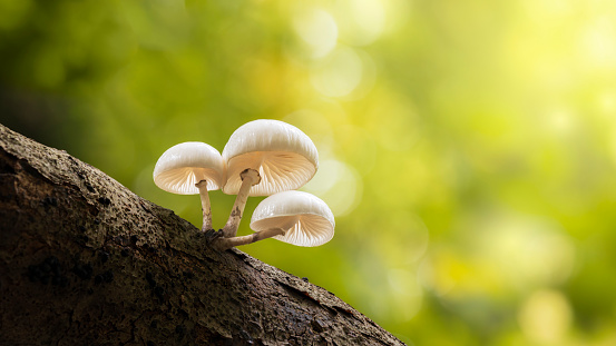 staelduinse bos, three white porcelain fungus on a tree trunk seen from below in a green blurred background, Oudemansiella mucida