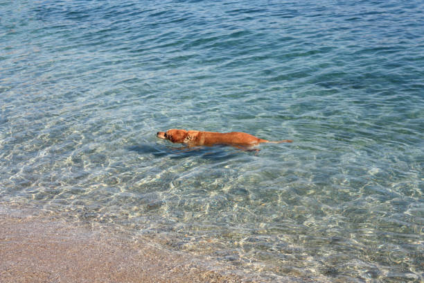 istock A golden retriever swimming in a lake. 1431994006