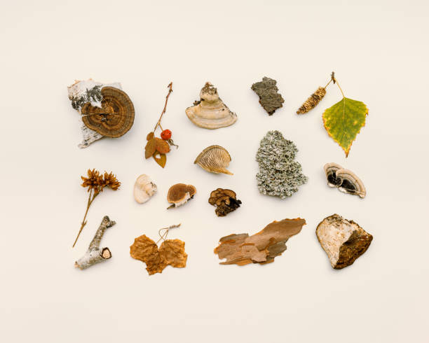 istock Top view autumn design from natural forest wild plants, branches tree, polypore mushrooms, moss, bark on beige background. Autumnal pattern flatlay, aesthetic fall image, above view still life 1431994059