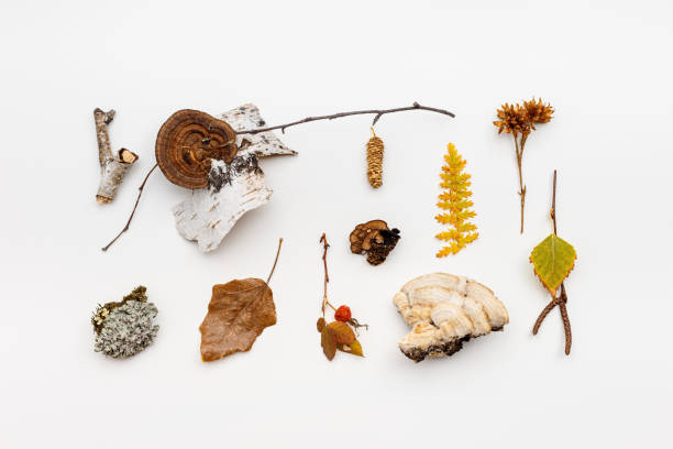 istock Autumn nature flat lay with polypore mushrooms,  branches tree, yellow fallen leaves, moss, bark on white background. Minimal style pattern from wild plants of fall forest. Trend top view 1431994070