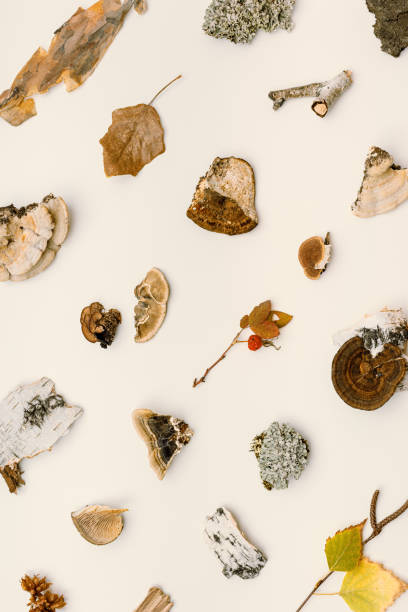 istock Autumn nature layout with polypore mushrooms,  branches tree, yellow fallen leaves, moss, bark on beige. Minimal trend creative geometric pattern from wild plants of fall forest. Top view 1431994074