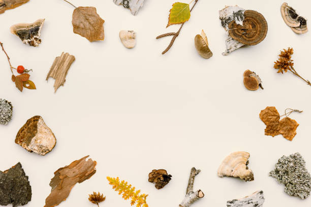 istock Top view autumn frame from natural forest wild plants, branches tree, polypore mushrooms, moss, bark on beige background. Autumnal flat lay, aesthetic fall image, above view still life 1431994077