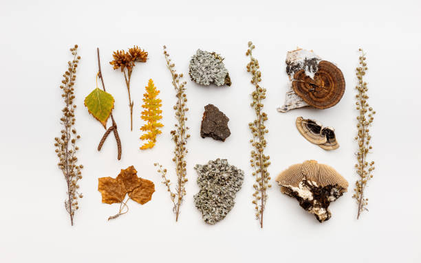 istock Autumn nature flatlay pattern with polypore mushrooms,  branches tree, fallen leaves, moss, bark. Minimal aesthetic still life from wild plants of fall forest, biology and environment concept. 1431994115