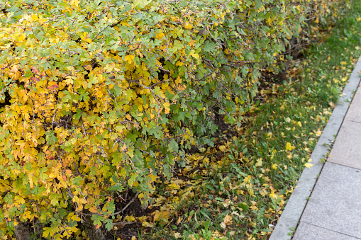 Decorated and well-groomed hawthorn hedge. Square-trimmed bushes of decorative hawthorn. Autumn view.