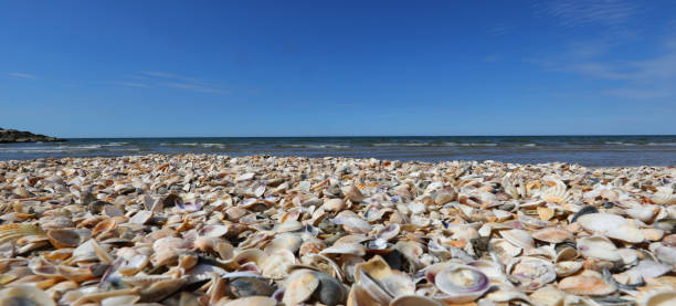 istock seashells shells on the beach by the sea 1431994825