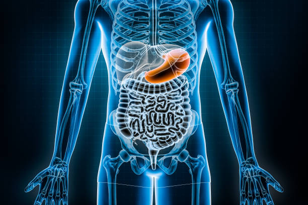istock Stomach 3D rendering illustration. Anterior or front view of the human digestive system and gastrointestinal tract or bowels. Anatomy, medical, biology, stomachache, science, healthcare concepts. 1431994867