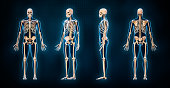 Accurate human skeletal system 3D rendering illustration. Anterior, lateral, posterior and three-quarter front views of full skeleton with male body contours on blue background. Anatomy, osteology concepts.