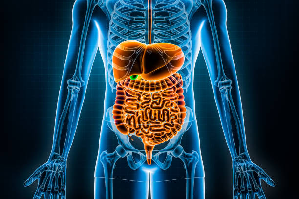 istock Human digestive system and gastrointestinal tract 3D rendering illustration. Anterior or front view of organs of digestion or bowels. Anatomy, medical, biology, science, healthcare concepts. 1431994911