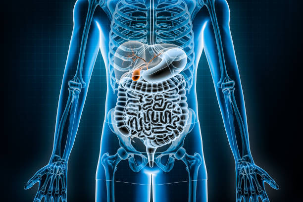 istock Gallbladder and biliary tree 3D rendering illustration. Anterior or front view of the human digestive system or bowels. Anatomy, medical, biology, science, healthcare concepts. 1431994926