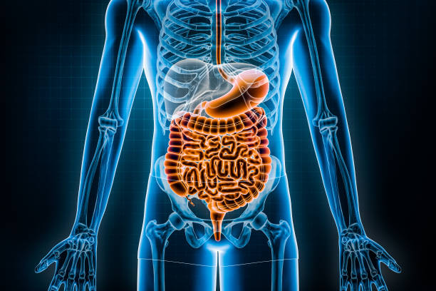 istock Intestinal tract 3D rendering illustration. Anterior or front view of the human digestive system or bowels. Anatomy, medical, biology, science, intestine disease, healthcare concepts. 1431994938