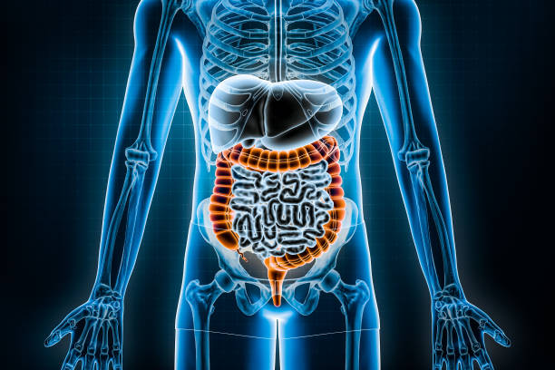 illustration de rendu 3d du gros intestin. vue antérieure ou de face du système digestif humain et du tractus gastro-intestinal ou des intestins. anatomie, médecine, biologie, science, concepts de santé. - infection du tube intestinal photos et images de collection