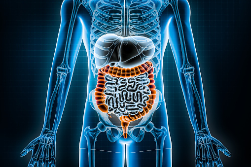 Human colon with microbiome, bacteria. 3d illustration