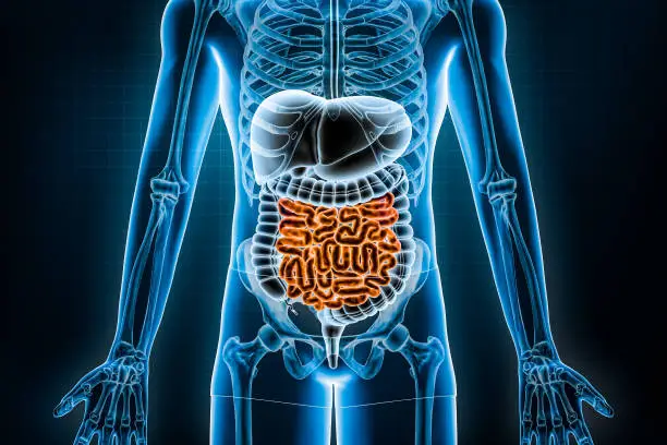 Photo of Human digestive system and gastrointestinal tract 3D rendering illustration. Anterior or front view of small intestine or bowel. Anatomy, medical, biology, healthcare, colitis disease concepts.