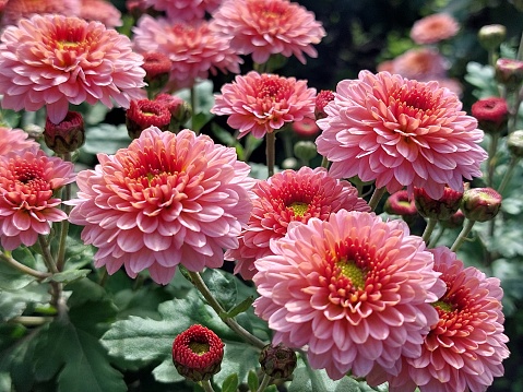 Large pink chrysanthemums. background image