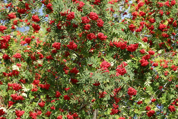 istock Tree with red berries called Sorbus aucuparia or commonly rowan 1431995081