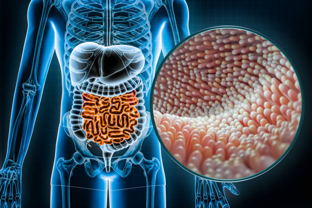 ludzki układ trawienny i przewód pokarmowy z mikrokosmkami jelita cienkiego lub jelita cienkiego 3d rendering ilustrują. anatomia, medycyna, biologia, mikrobiologia, nauka, koncepcje opieki zdrowotnej. - actin zdjęcia i obrazy z banku zdjęć