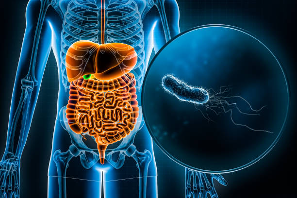istock Human digestive system and gastrointestinal tract and E. Coli bacteria 3D rendering illustration. Anatomy, medical, biology, infection disease, gastric disorders, microbiology, medicine concepts. 1431995830