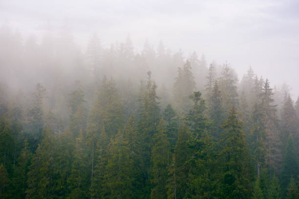 istock spruce forest on a misty autumn day 1431999185
