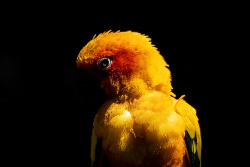 A portrait of a beautiful and colorful parrot appearing form the dark. The darkness and the light make for a colorful portrait.