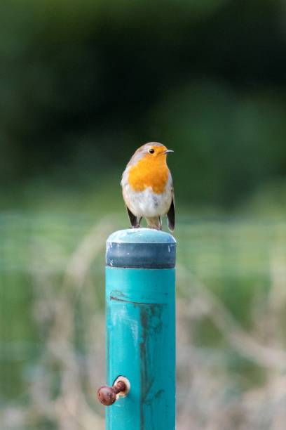 ein porträt eines rotkehlchenvogels, der auf einem grünen pfosten sitzt. das tier wird auch als rotbrust oder umsehen bezeichnet. - bird nature animal head beak stock-fotos und bilder