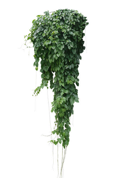 folhas verdes de treebine javanese ou hera de uva (cissus spp.) vinha de selva pendurada na sarça de plantas de hera isolada em fundo branco com caminho de recorte. - climbing ivy - fotografias e filmes do acervo