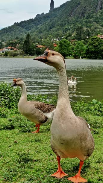 istock Goose and duck in the lake 1432004225