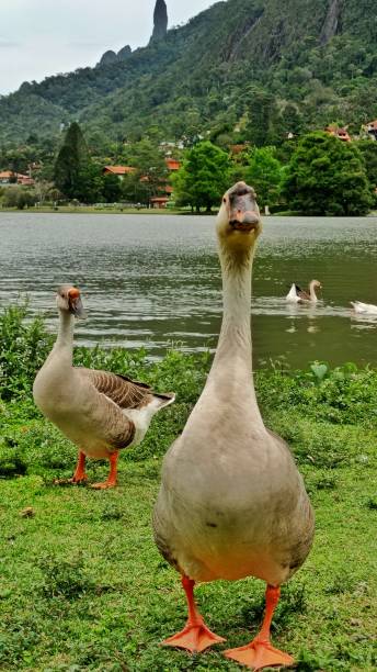 istock Goose and duck in the lake 1432004231