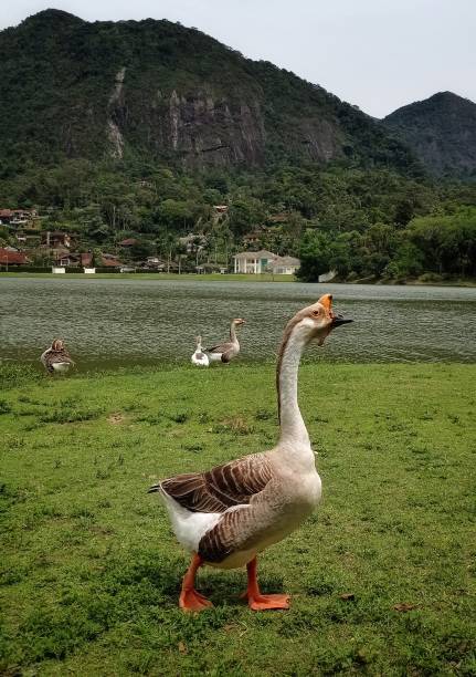 istock Goose and duck in the lake 1432004242