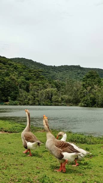 istock Goose and duck in the lake 1432004243