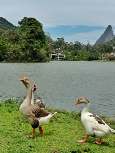 istock Goose and duck in the lake 1432004245