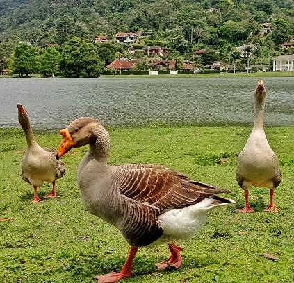 Goose and duck in the lake