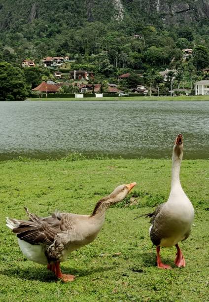 istock Goose and duck in the lake 1432004250