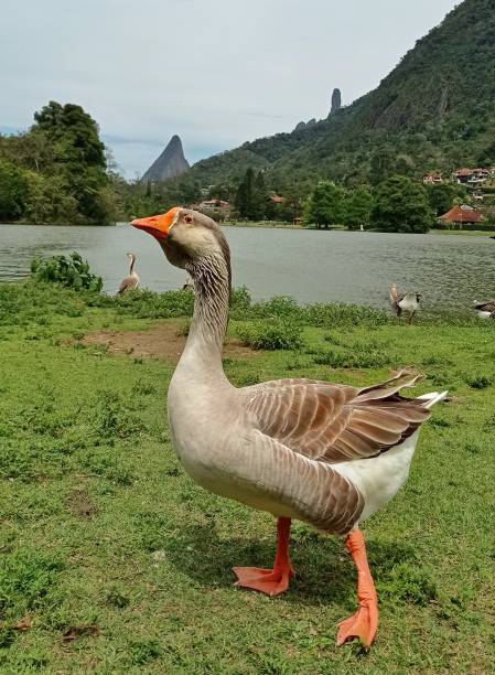 istock Goose and duck in the lake 1432004258