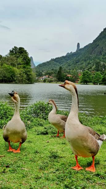 Goose and duck in the lake