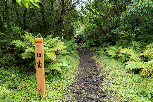 Two people walking on volcanic footpath trail in magic forest of island Terceira, Azores