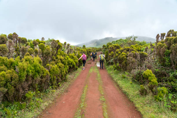 Tourists on footpath forest trail in Azores island Terceira Small group of people walking on volcanic footpath trail in magic forest of island Terceira, Azores terceira azores stock pictures, royalty-free photos & images