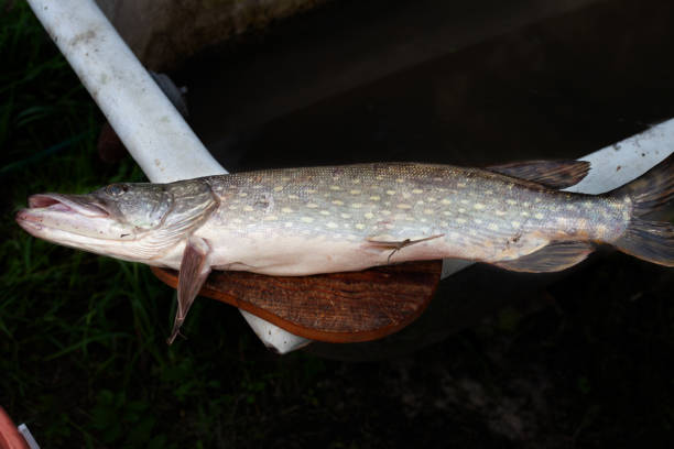 istock pike with its head lying on the butchering board 1432005672