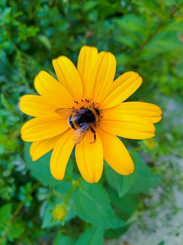 Bumblebee collects pollen on a flower, Zmiev, Ukraine